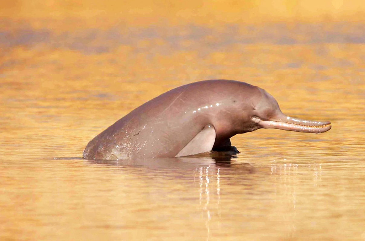 Experience the thrill of Gangetic Dolphin Sighting