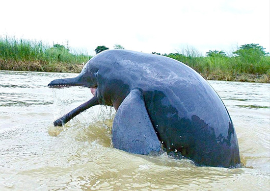 Best Time for Dolphin Sightings