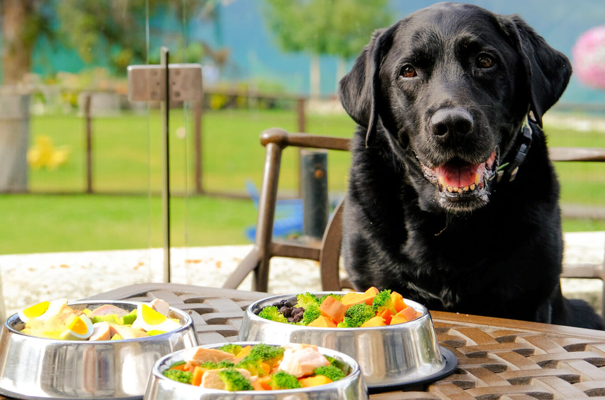 Pet Friendly stay at Unchagaon